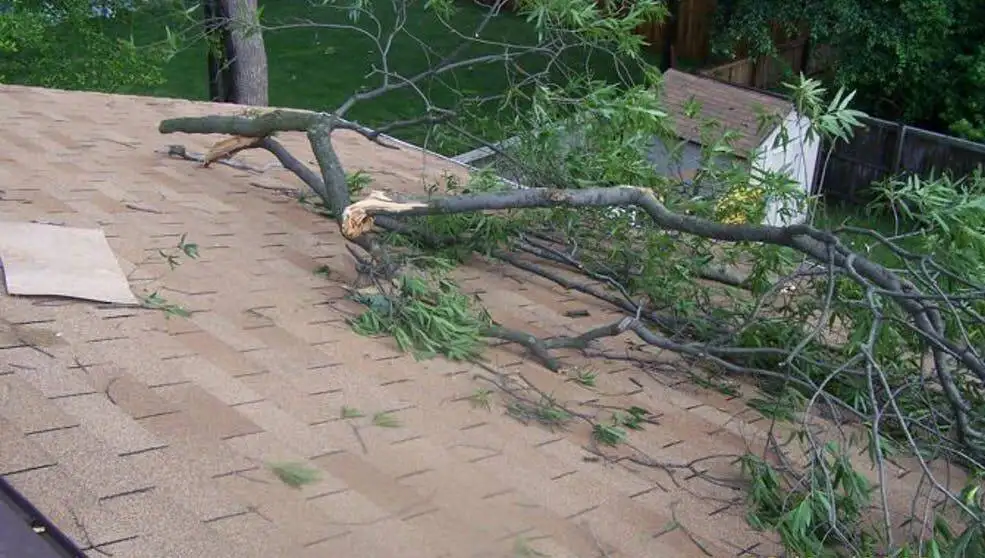 tree damaged roof from storm in maryland