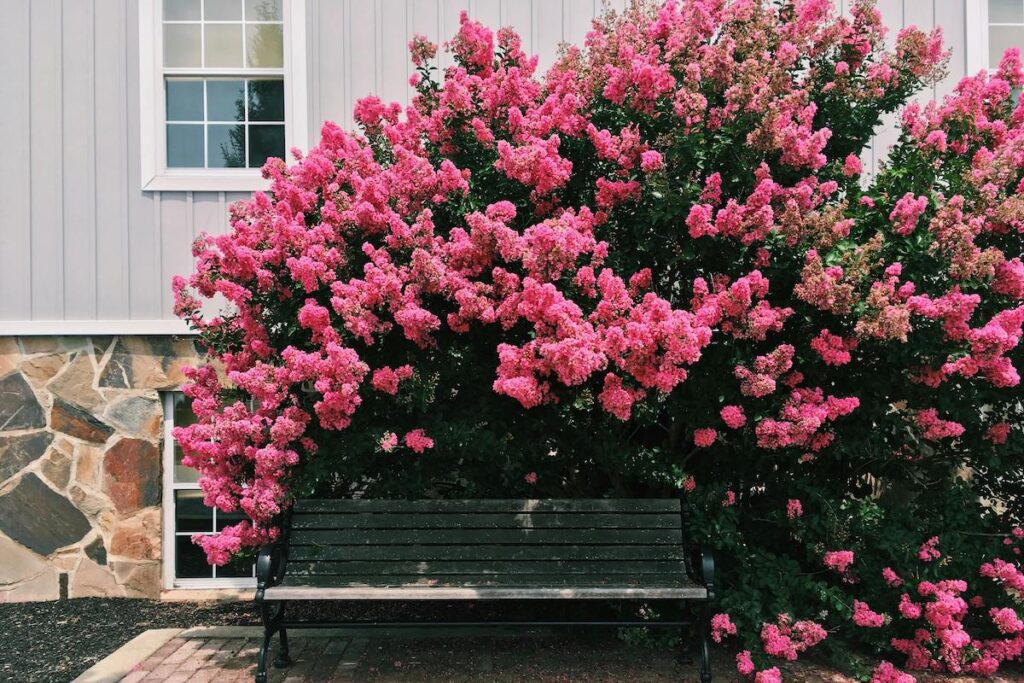 large pink bush in front of fiber cement vertical siding and stone siding